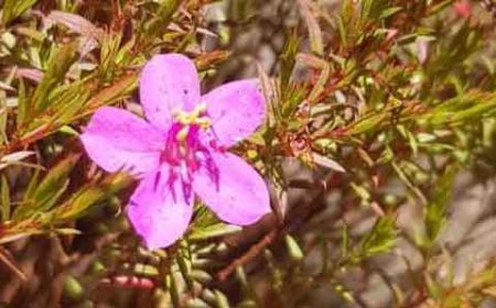 Nova espécie da flora brasileira é encontrada no Parque Estadual da Serra do Rola-Moça