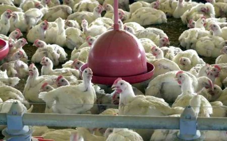 Minas decreta emergência sanitária animal após caso de gripe aviária de alta patogenicidade