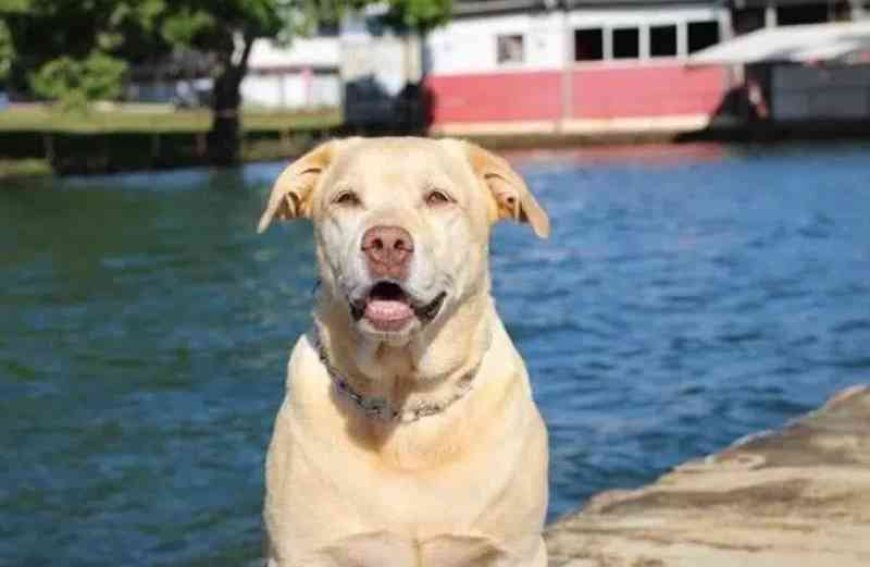Morre o cão Thor, herói na busca por vítimas da tragédia de Brumadinho
