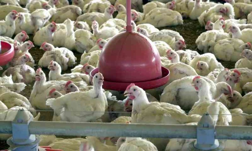 Minas decreta emergência sanitária animal após caso de gripe aviária de alta patogenicidade