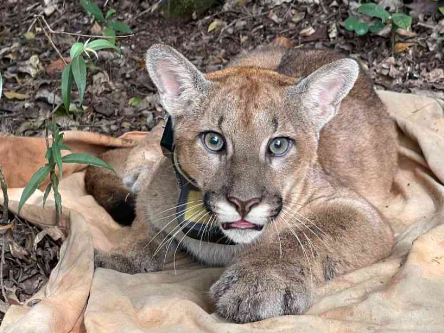 Onça-parda foi encontrada no Parque Estadual da Serra do Rola-Moça