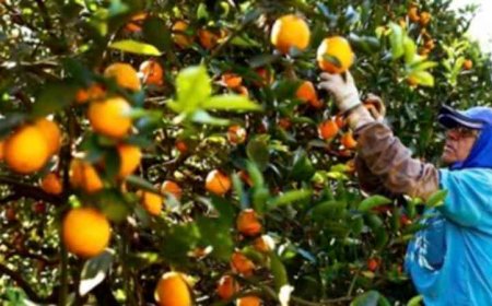 Semana do Agricultor em Brumadinho discute inovação e práticas sustentáveis