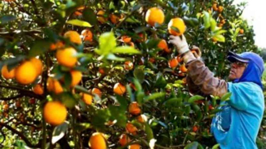 Semana do Agricultor em Brumadinho discute inovação e práticas sustentáveis