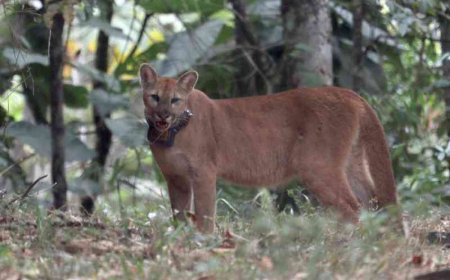 Onça-parda volta à natureza e é monitorada com coleira de rastreamento
