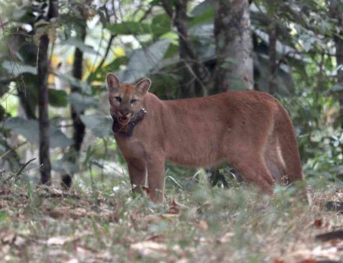 Onça-parda volta à natureza e é monitorada com coleira de rastreamento