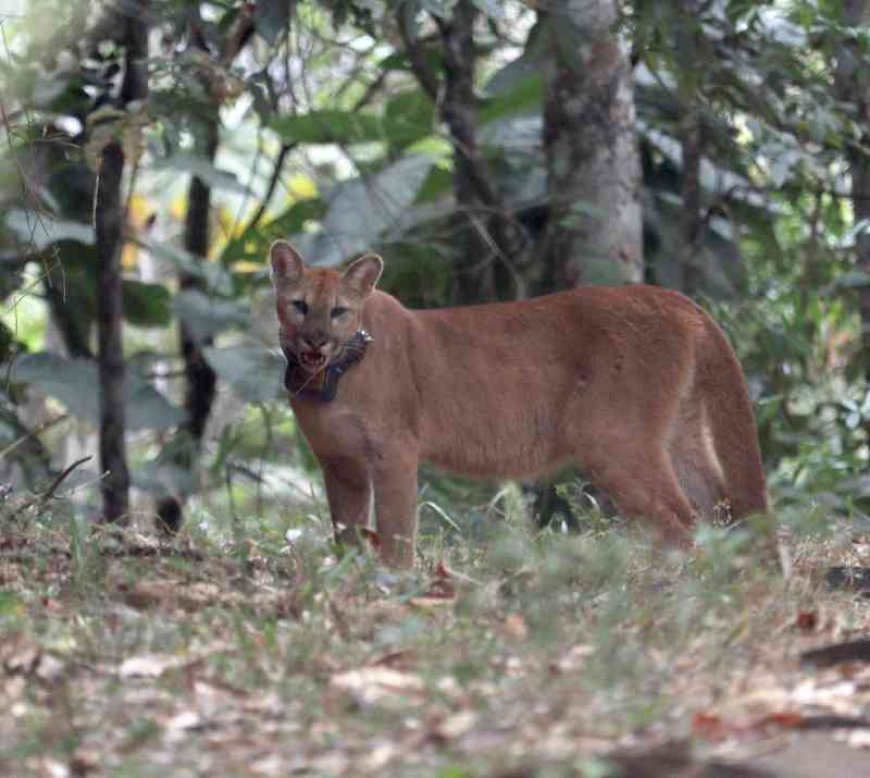 Onça-parda volta à natureza e é monitorada com coleira de rastreamento