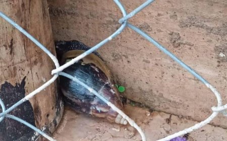 Brumadinho orienta população sobre prevenção e eliminação de caramujos