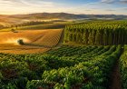 Agro é artilheiro da economia de Minas